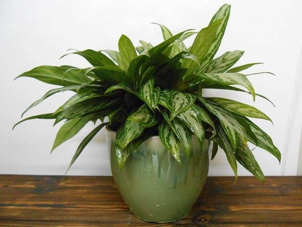 這次興隆花卉攤位租賃小編為您普及：為什么在花卉市場買的花一般不會長壽？ 